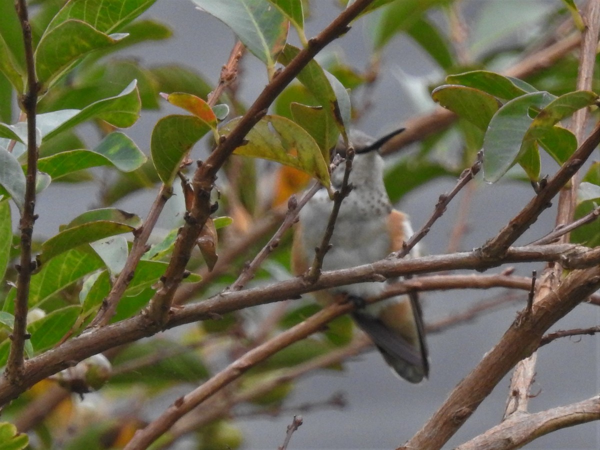 Rufous/Allen's Hummingbird - ML273730231