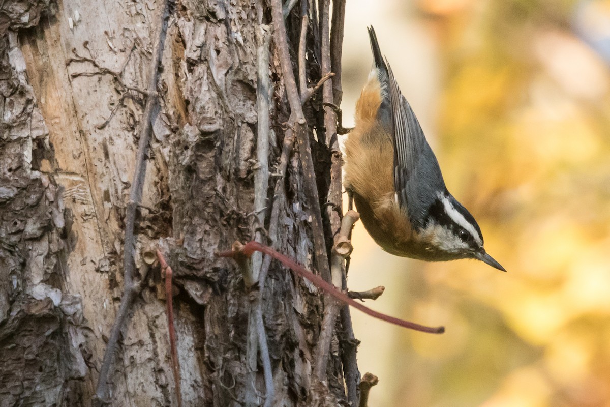 Red-breasted Nuthatch - Doug Bryant
