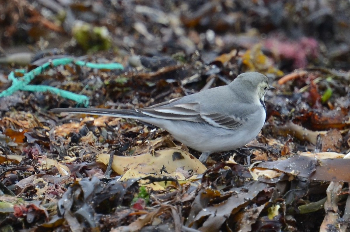 White Wagtail (White-faced) - ML273738001