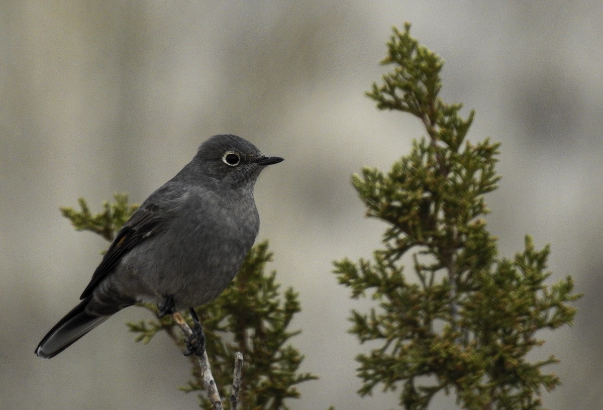 Townsend's Solitaire - ML273738891