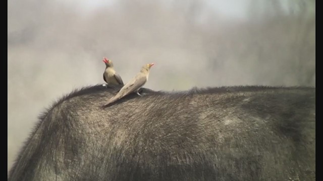 Red-billed Oxpecker - ML273742641