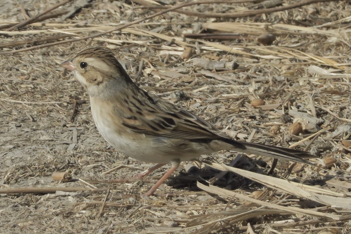 Clay-colored Sparrow - william corns