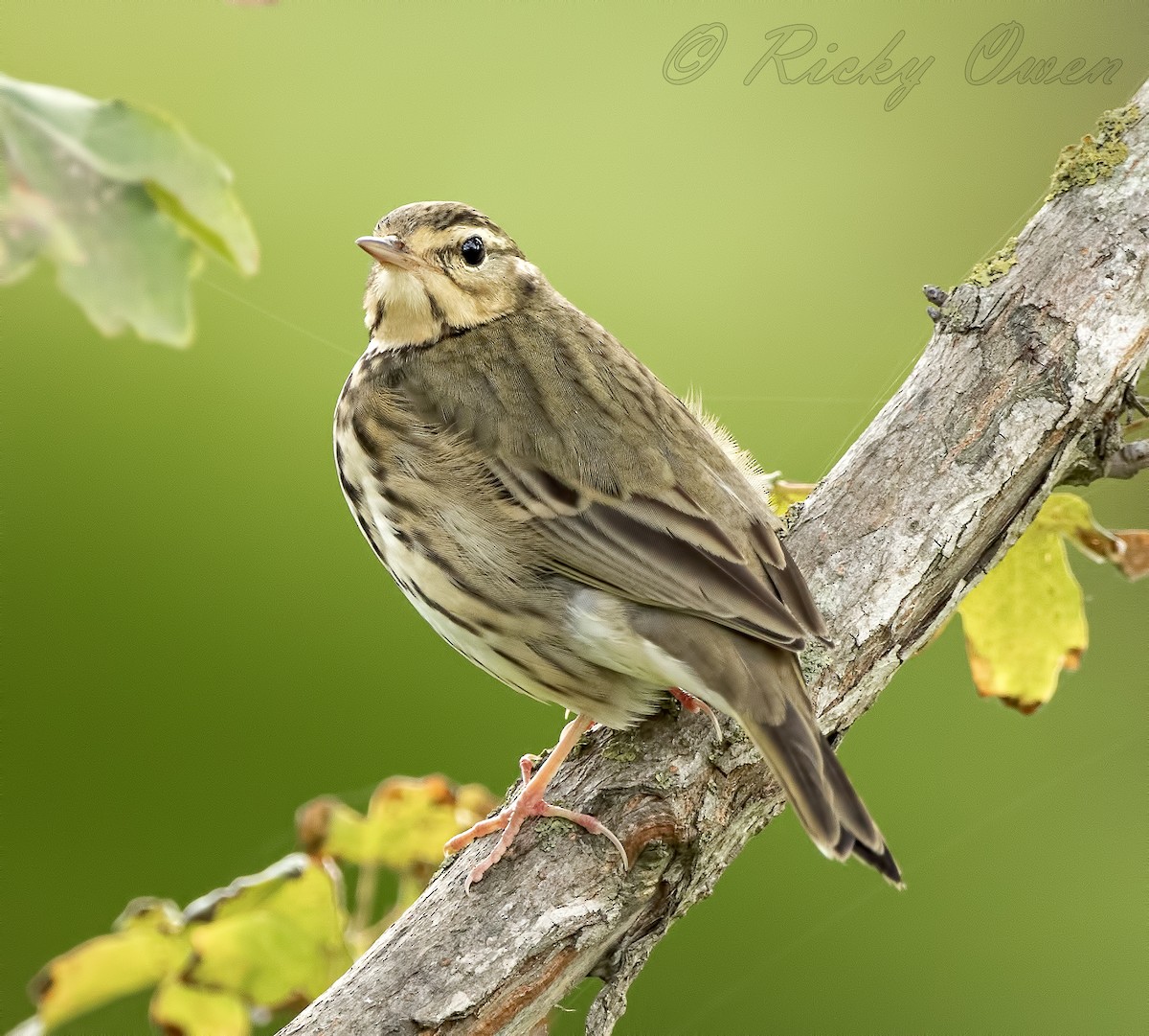 Olive-backed Pipit - ML273745441