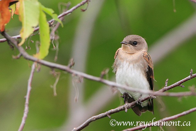Northern Rough-winged Swallow - Rey Clermont