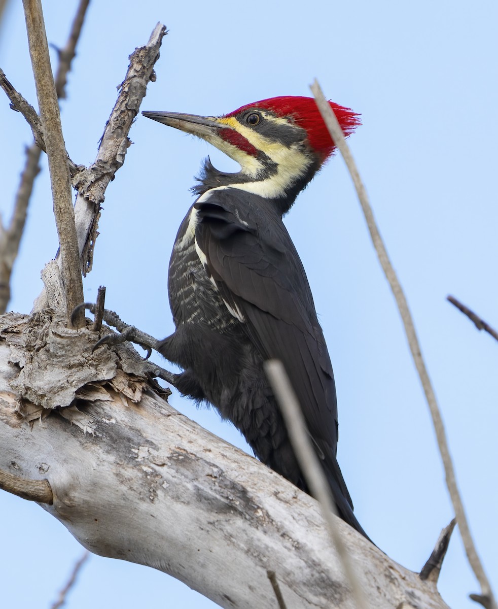 Pileated Woodpecker - Larry Master