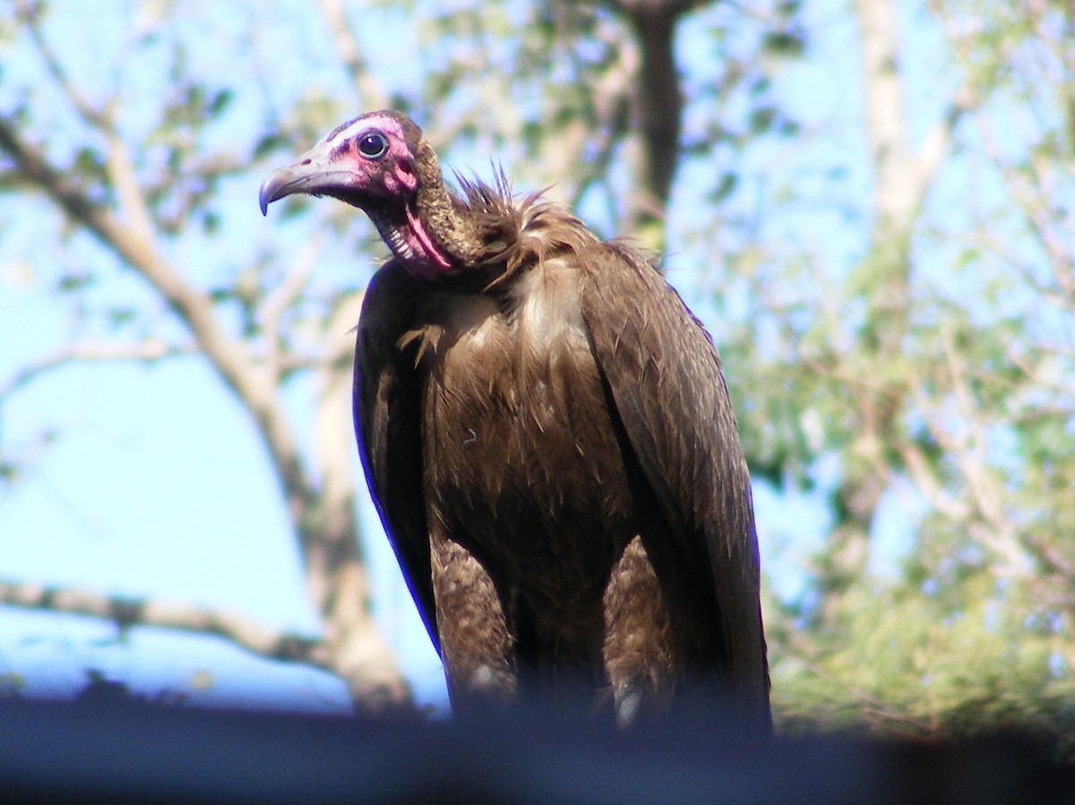 Hooded Vulture - ML27375301