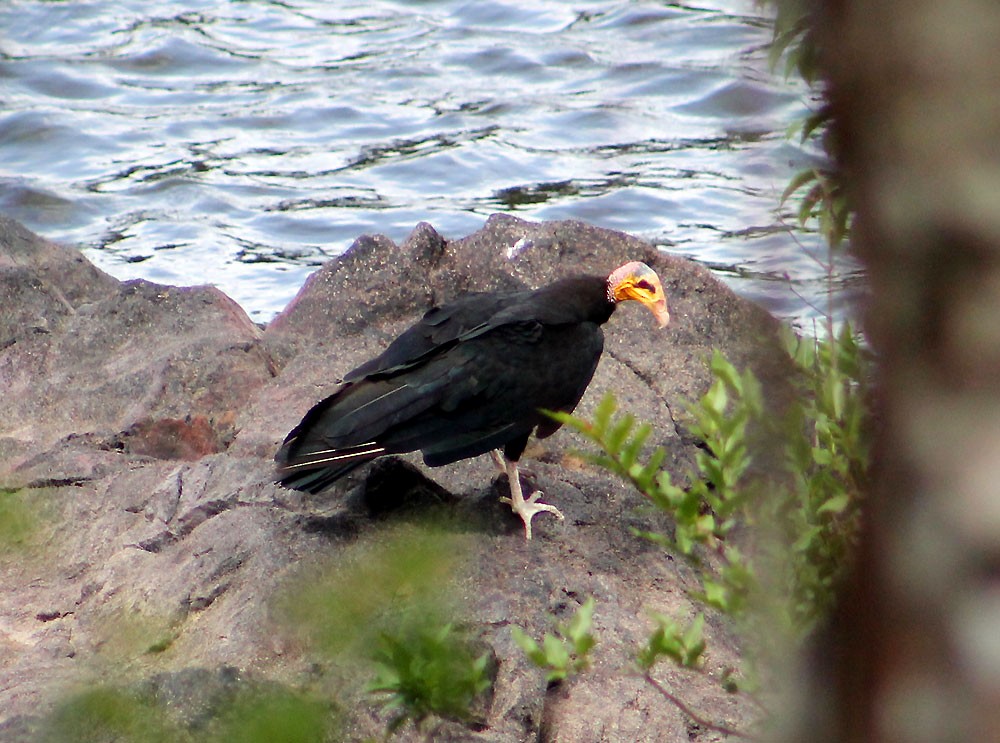 Greater Yellow-headed Vulture - ML273753971