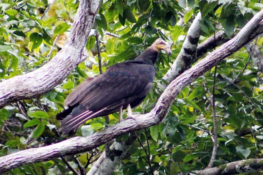 Lesser Yellow-headed Vulture - ML273754671