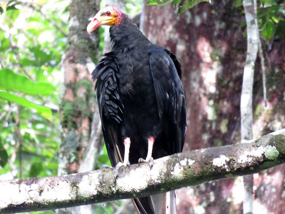 Lesser Yellow-headed Vulture - ML273754681