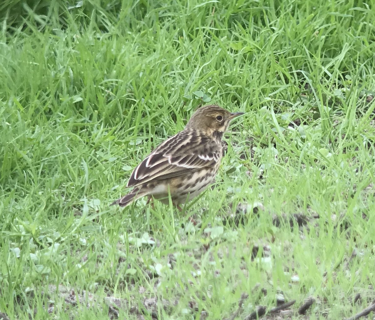 Red-throated Pipit - ML273757791