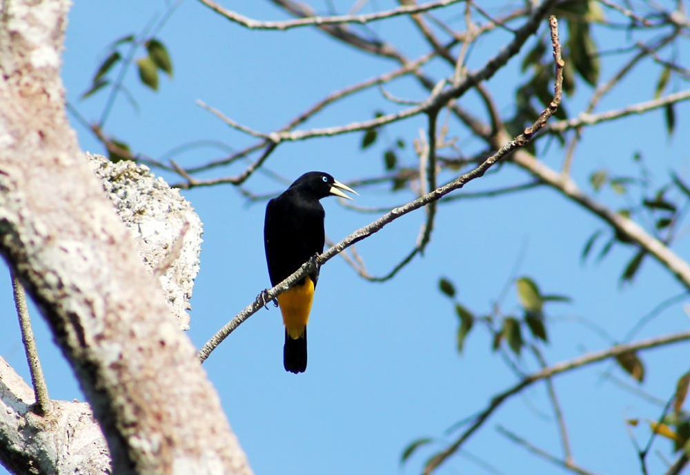 Yellow-rumped Cacique (Amazonian) - ML273759461