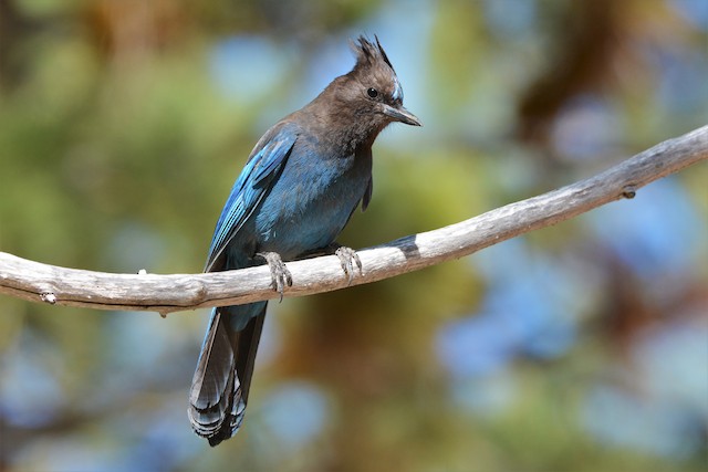 Birds of the Sierra: Steller's Jay