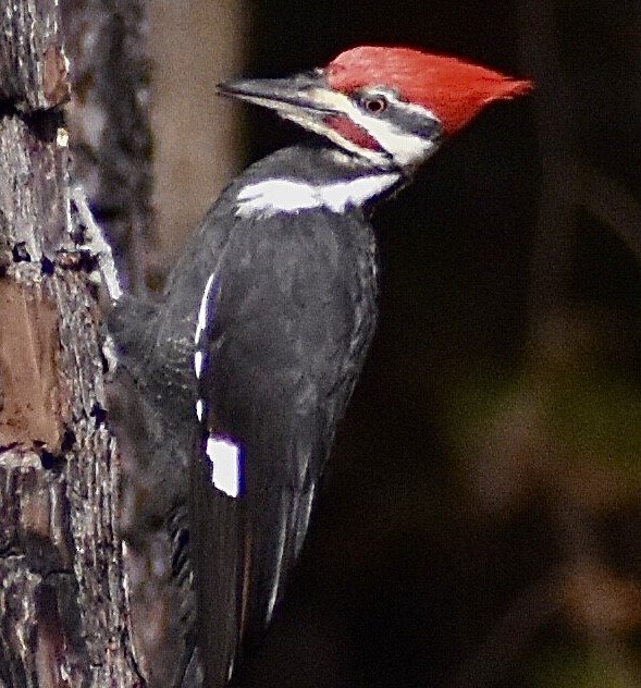 Pileated Woodpecker - ML273760081