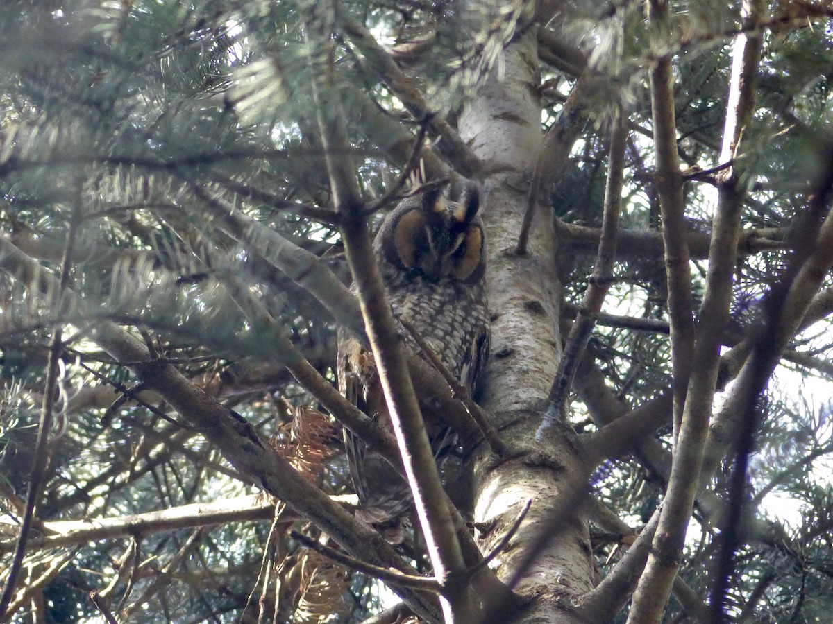 Long-eared Owl - Eamon Corbett
