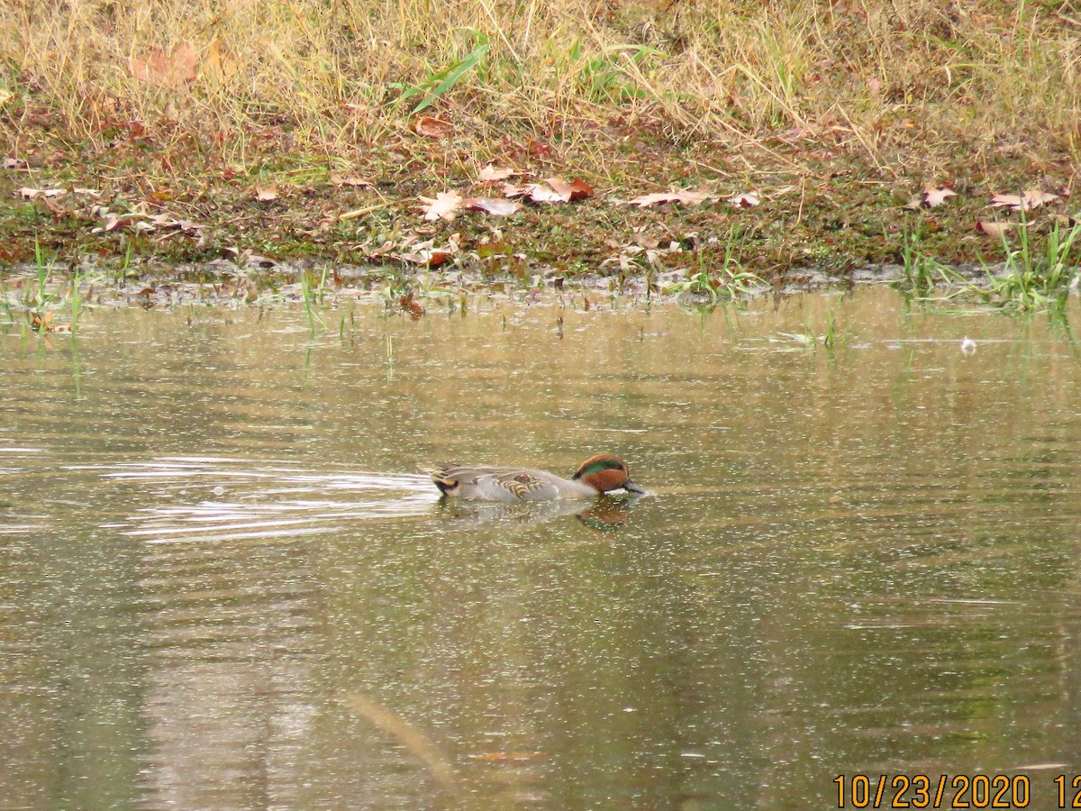 Green-winged Teal - ML273765191