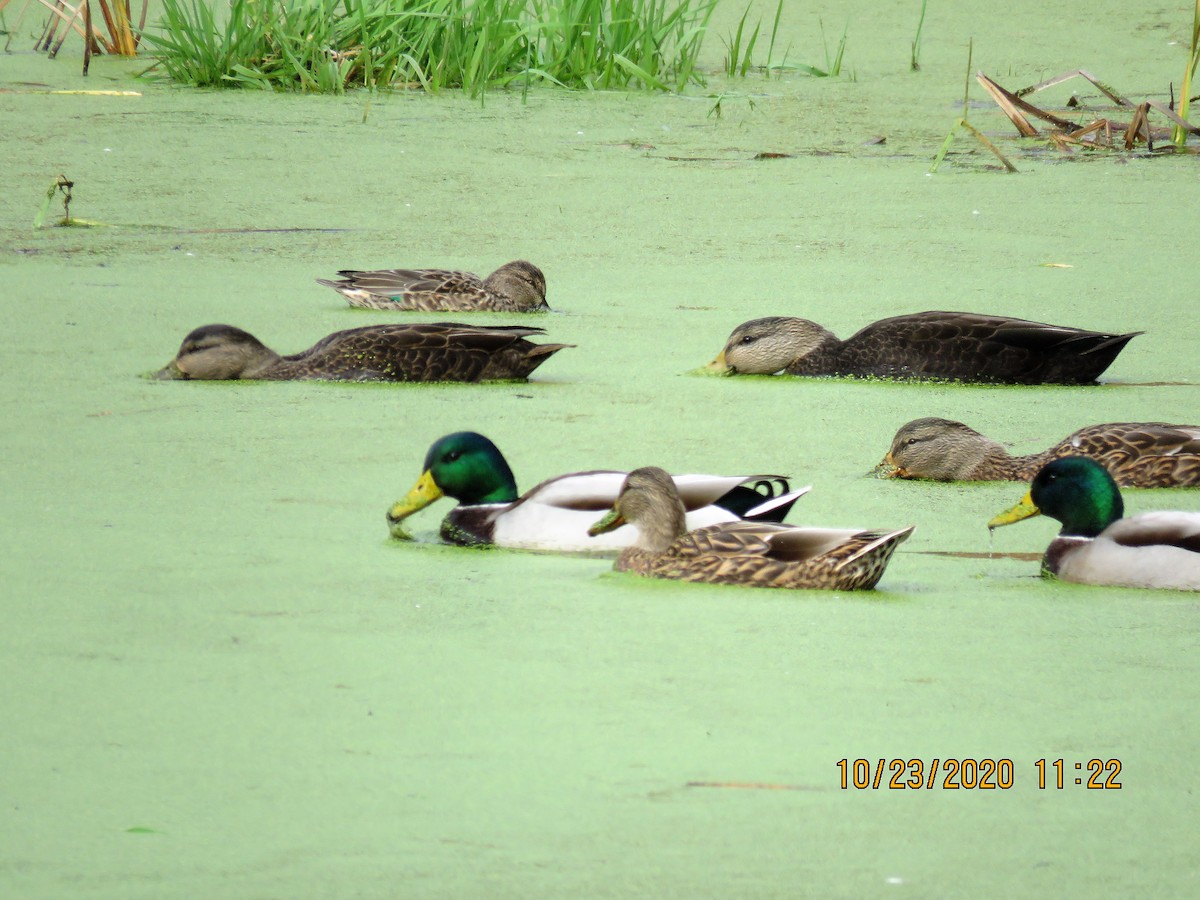 Green-winged Teal - ML273765871