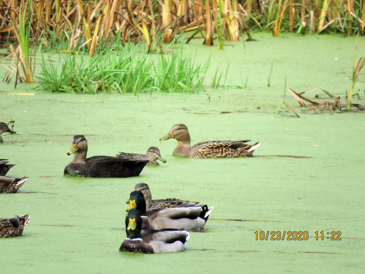 Green-winged Teal - ML273765881