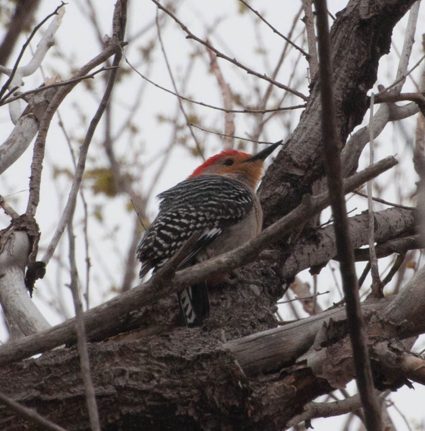 Red-bellied Woodpecker - ML27376661