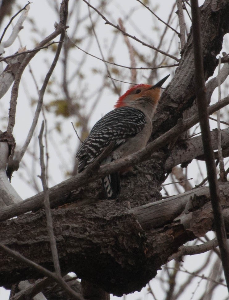 Red-bellied Woodpecker - ML27376671