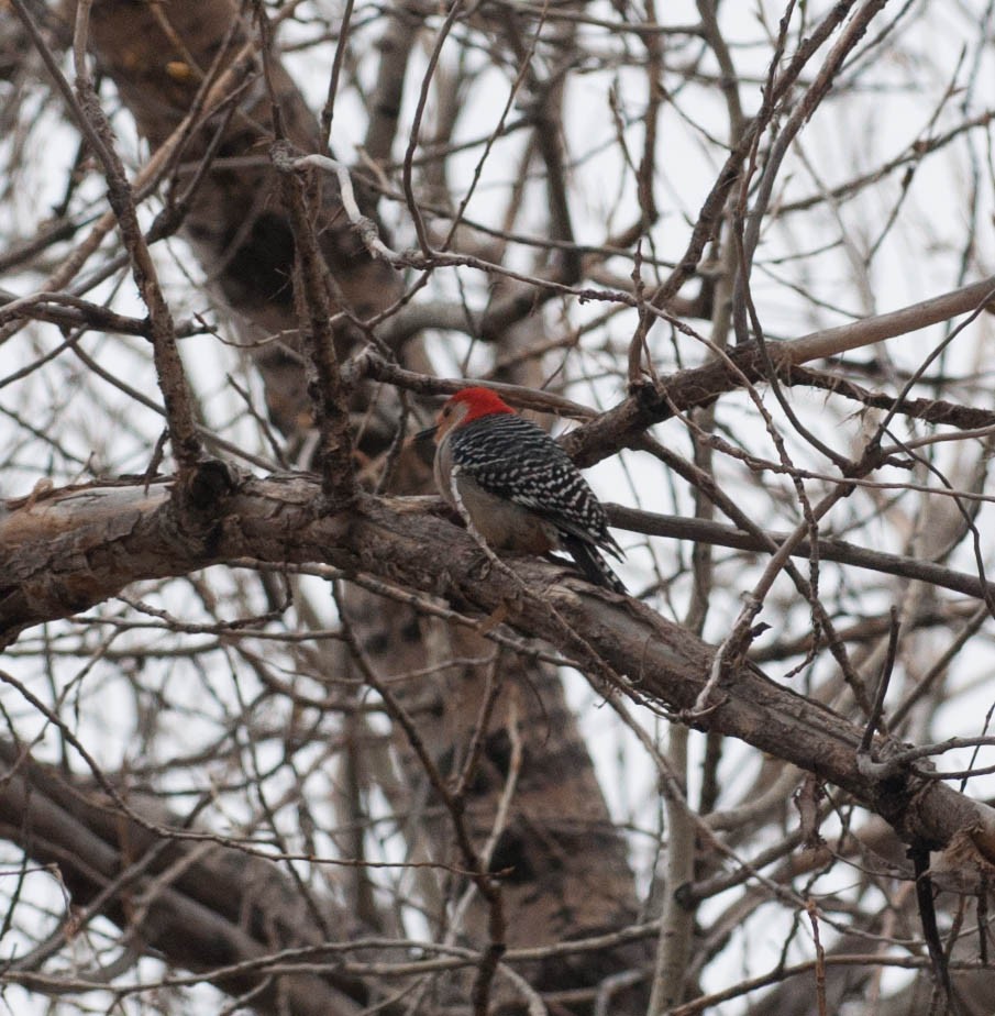 Red-bellied Woodpecker - ML27376681