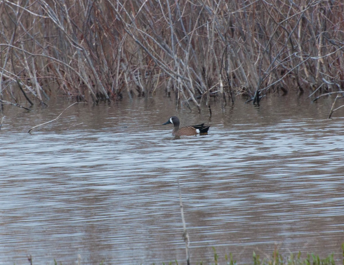 Blue-winged Teal - ML27376721