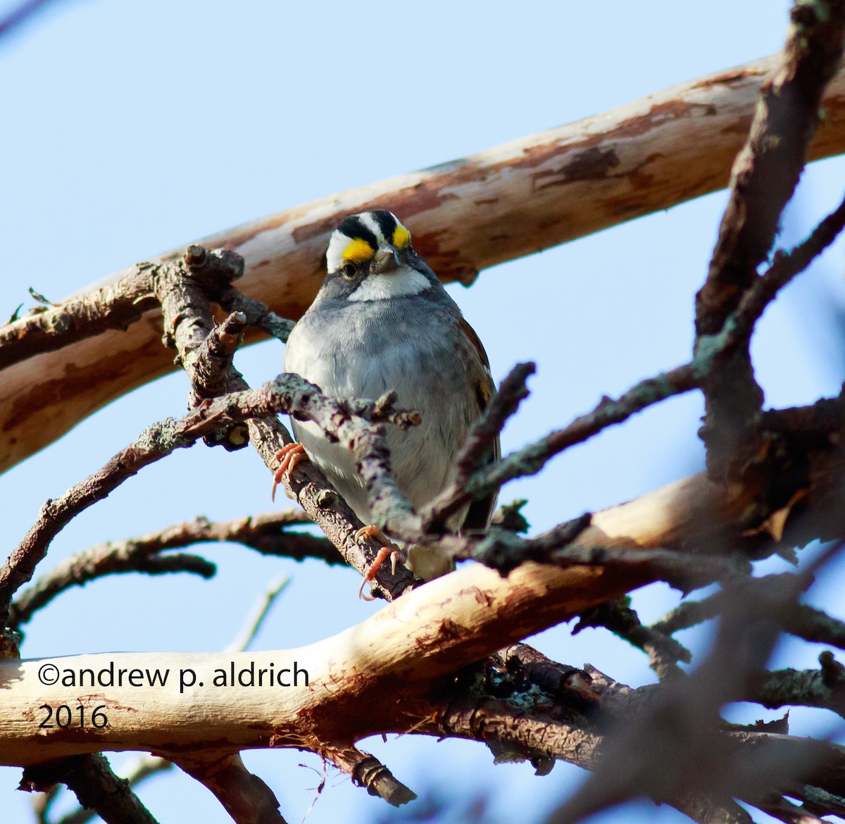 White-throated Sparrow - ML27376841