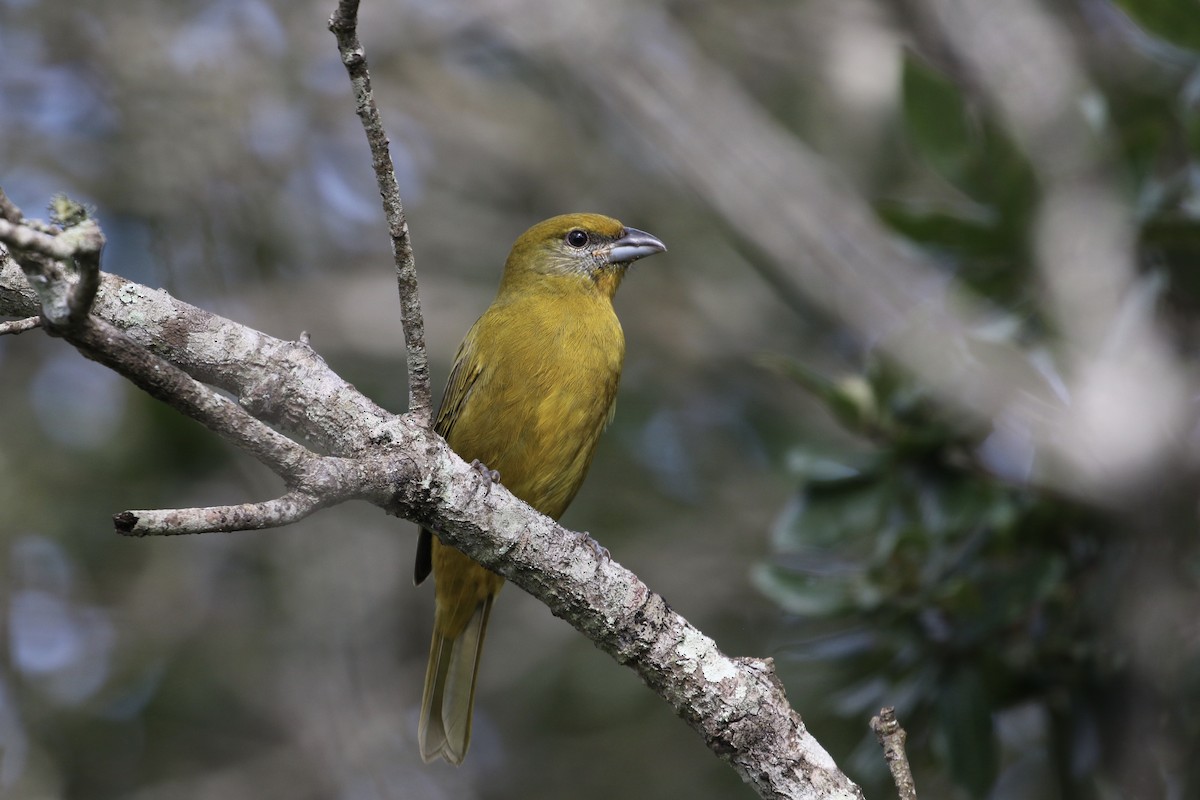 Hepatic Tanager (Northern) - ML273783981