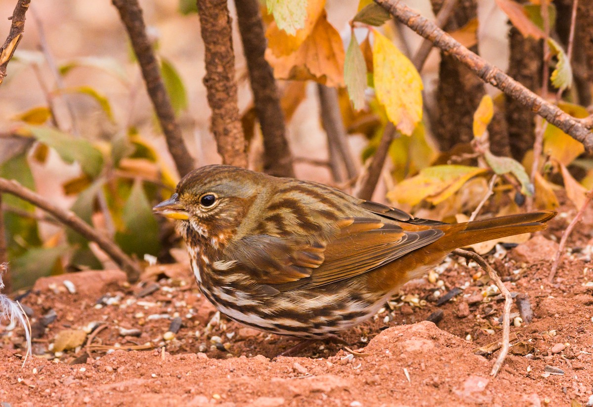 Fox Sparrow (Red) - ML273785231