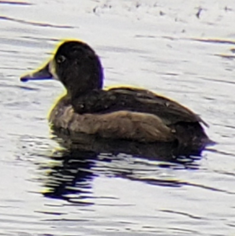 Ring-necked Duck - ML273786191