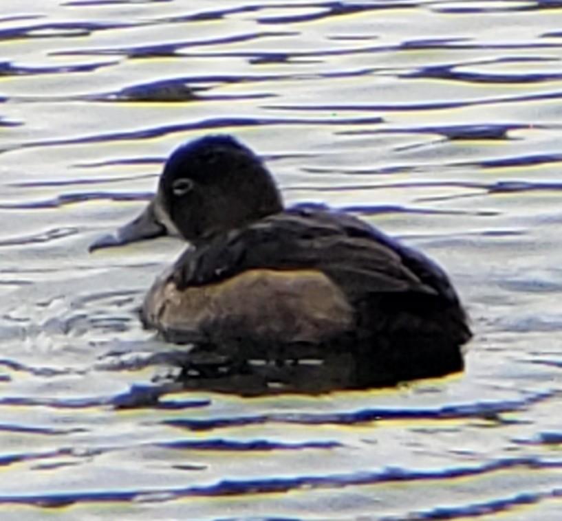 Ring-necked Duck - ML273786201