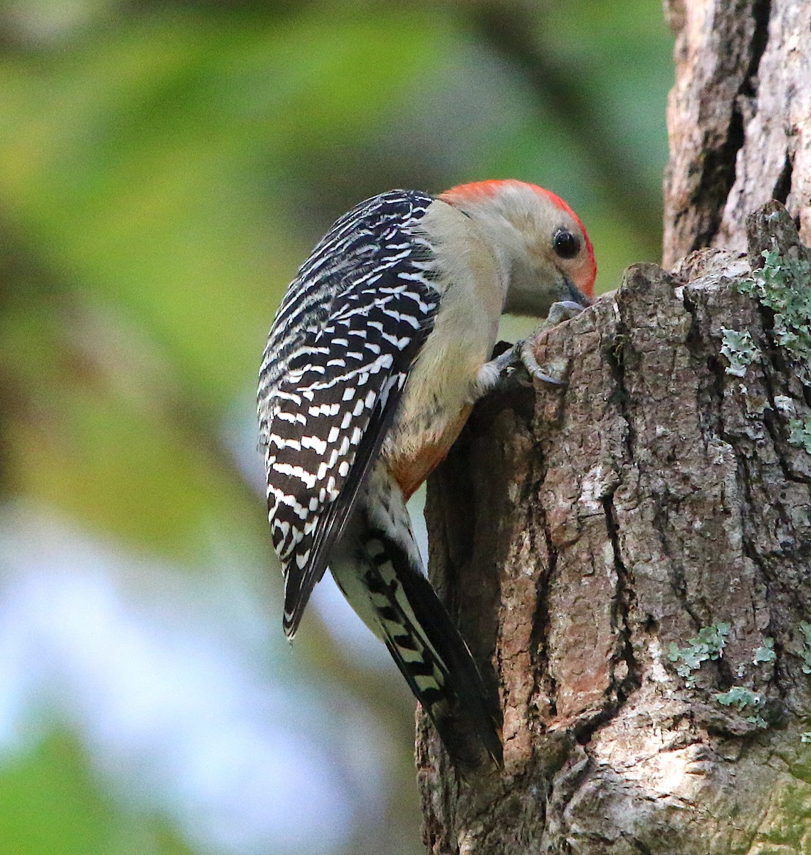 Red-bellied Woodpecker - ML273789321