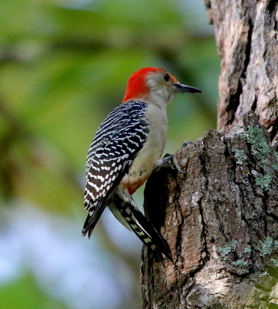 Red-bellied Woodpecker - ML273789351