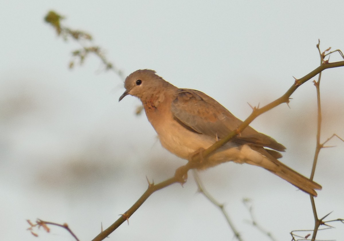 Laughing Dove - ML273796371