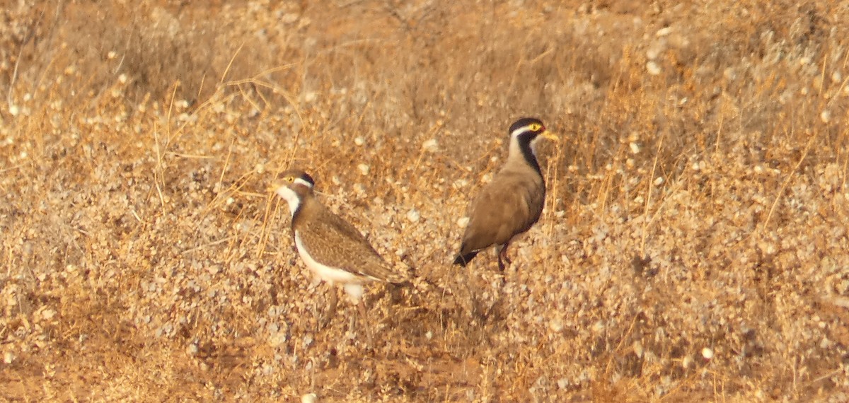 Banded Lapwing - ML273799421