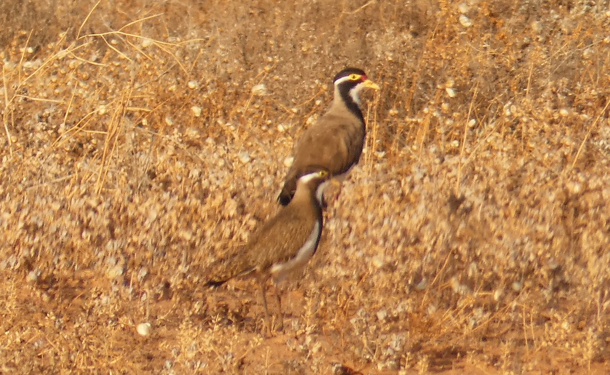 Banded Lapwing - ML273799511