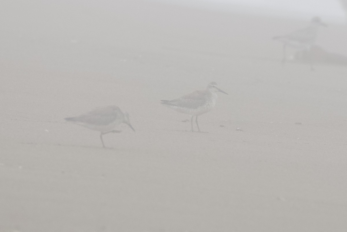 Red Knot - ML273802051