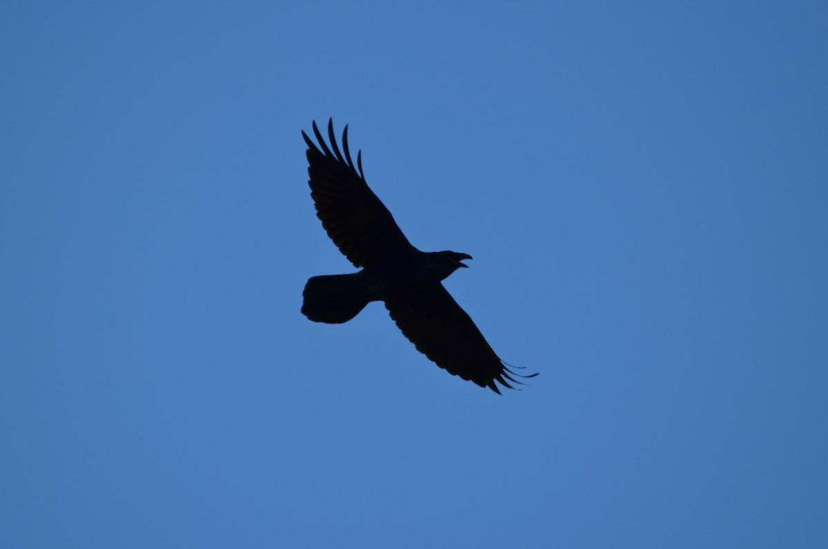 Common Raven - Andrew Jacobs
