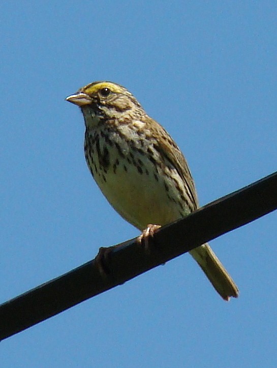 Savannah Sparrow - ML27380361