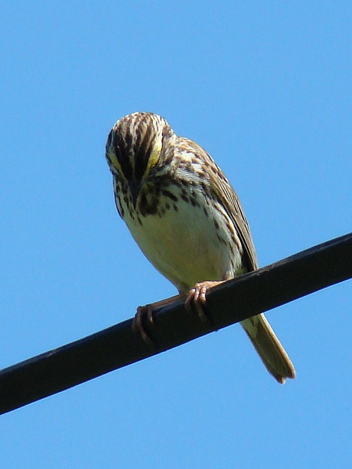 Savannah Sparrow - ML27380371