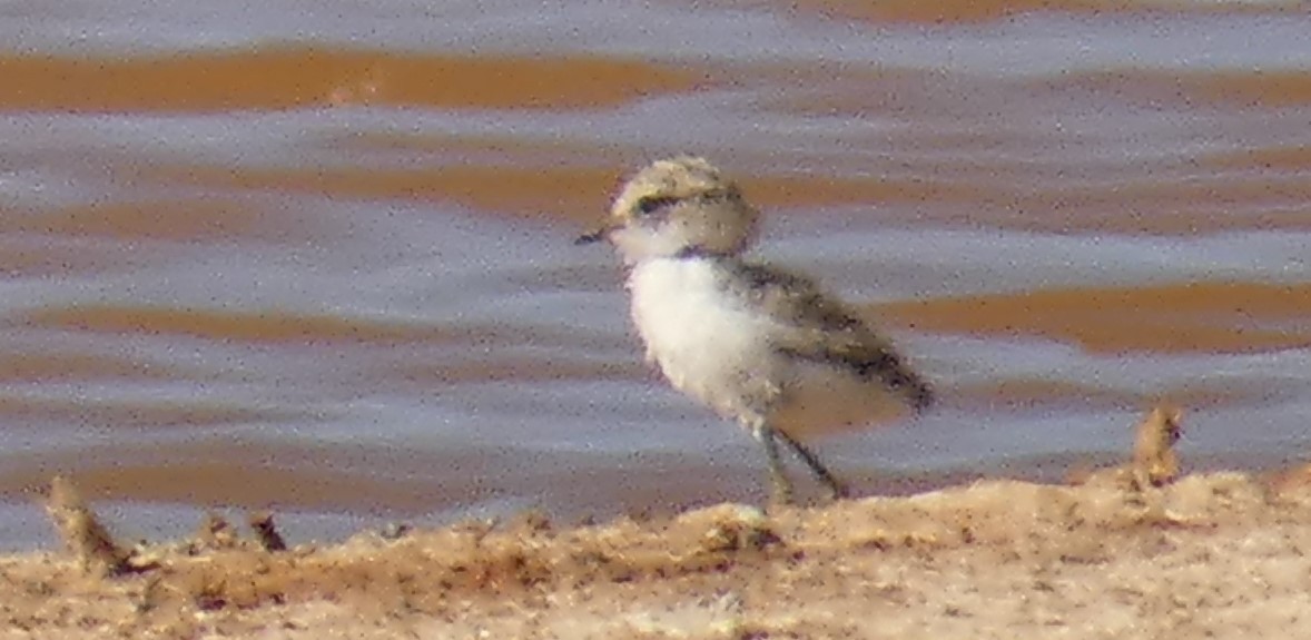 Red-capped Plover - ML273803861