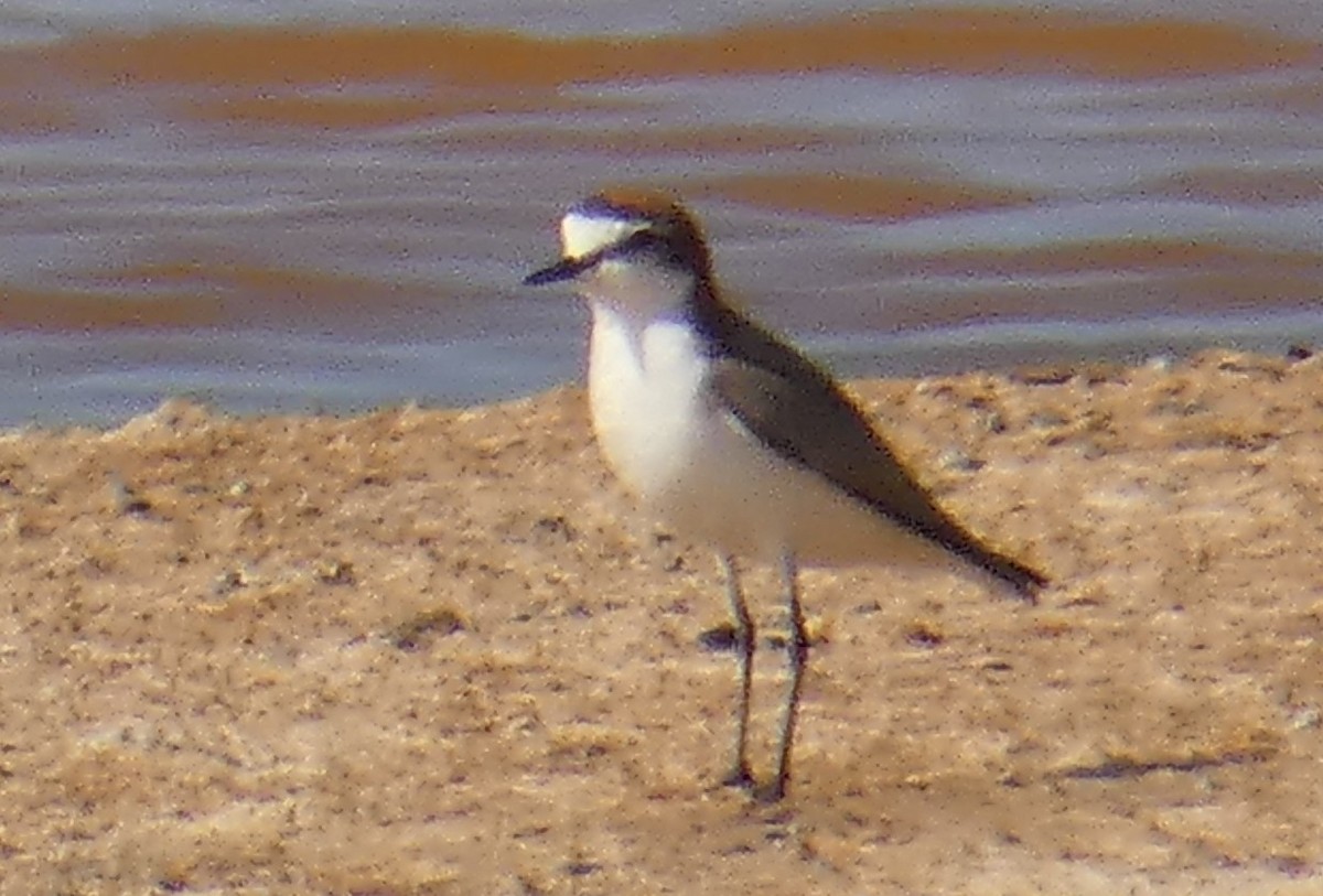 Red-capped Plover - ML273803891