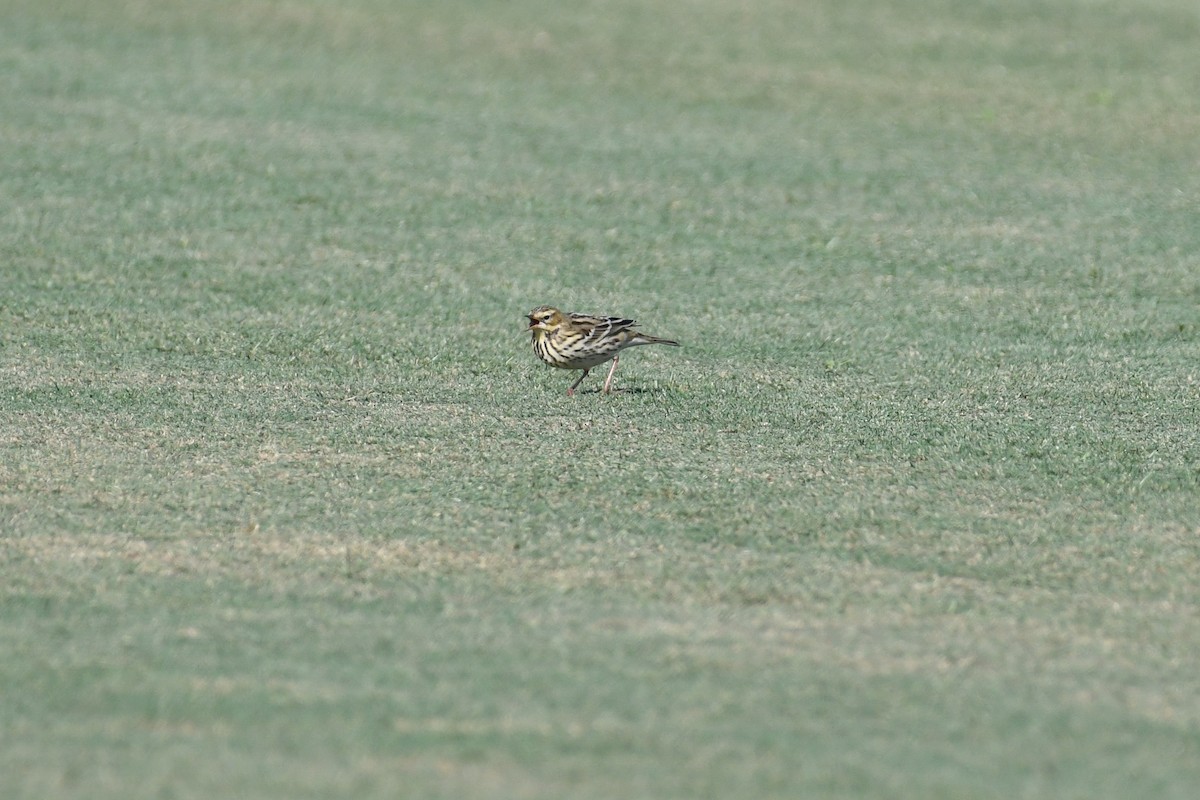 Red-throated Pipit - ML273808181