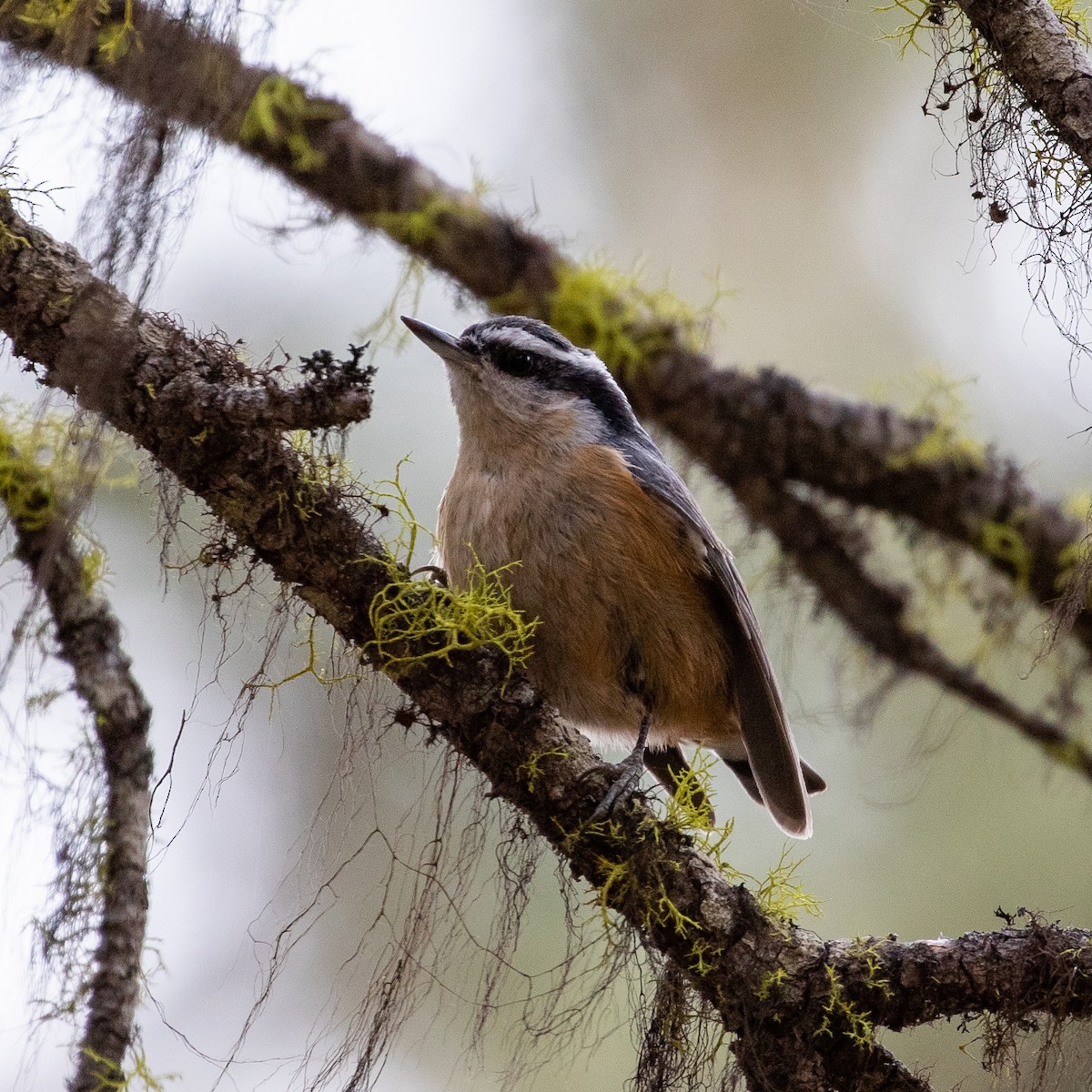 Red-breasted Nuthatch - Philip Kline