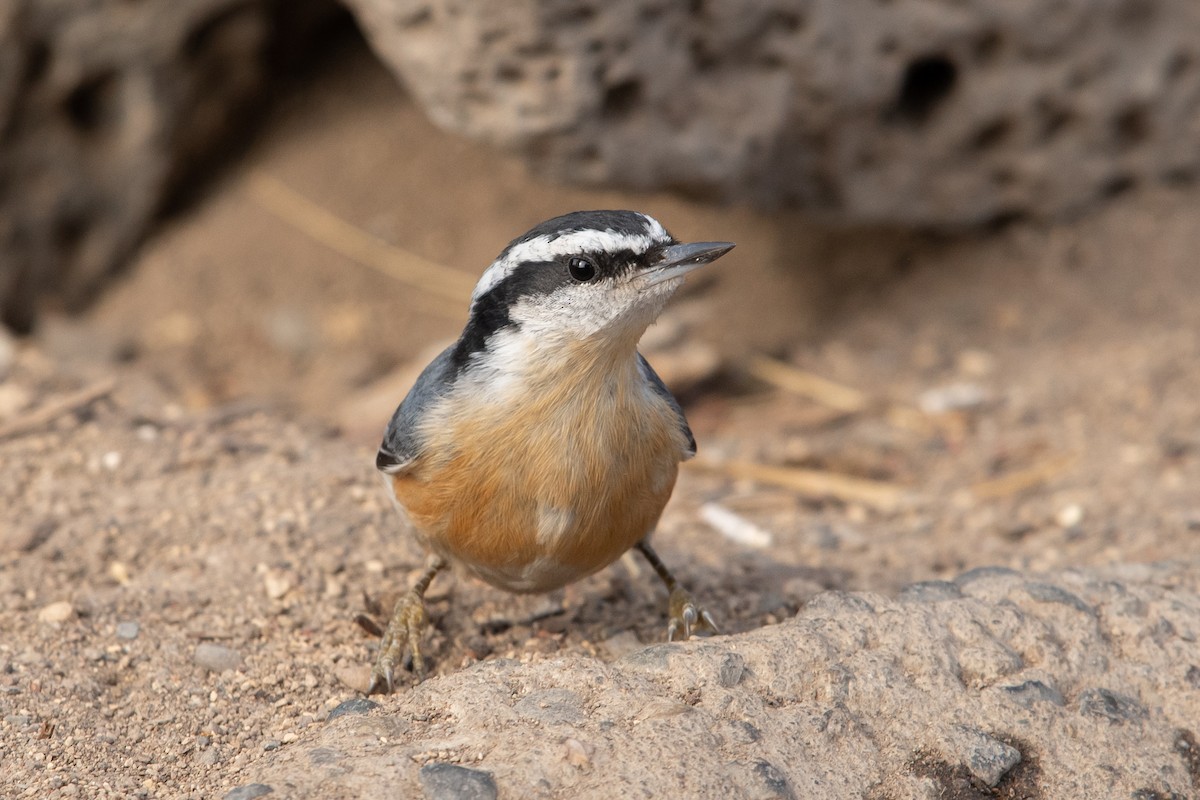Red-breasted Nuthatch - ML273816441