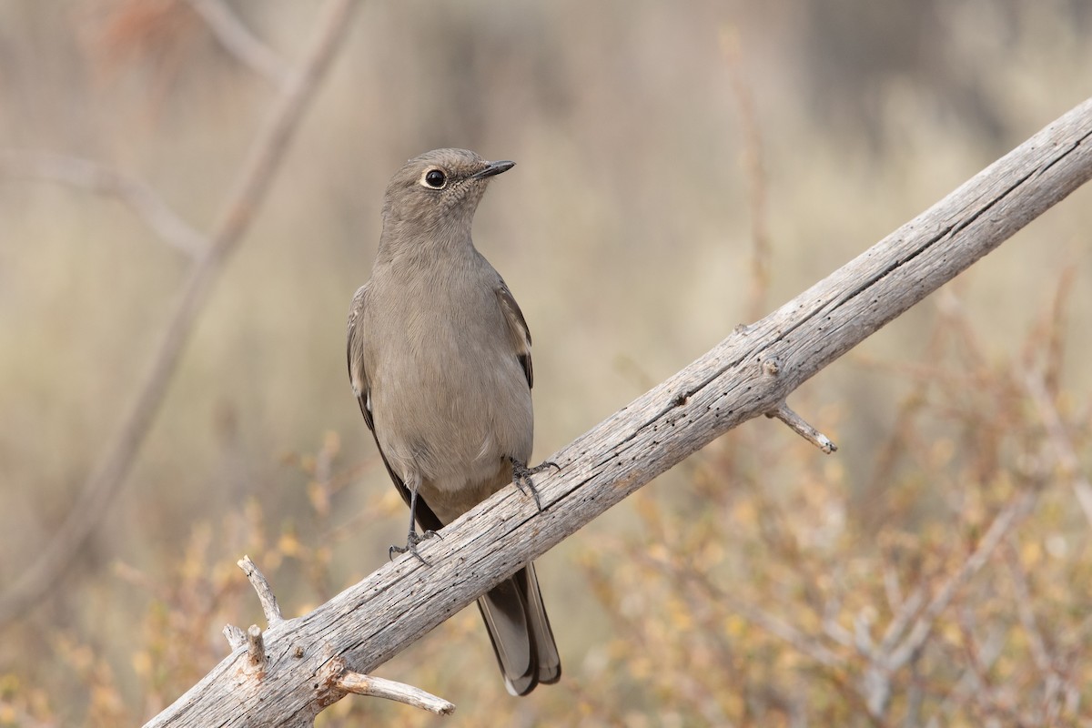 Townsend's Solitaire - Glenn Cantor