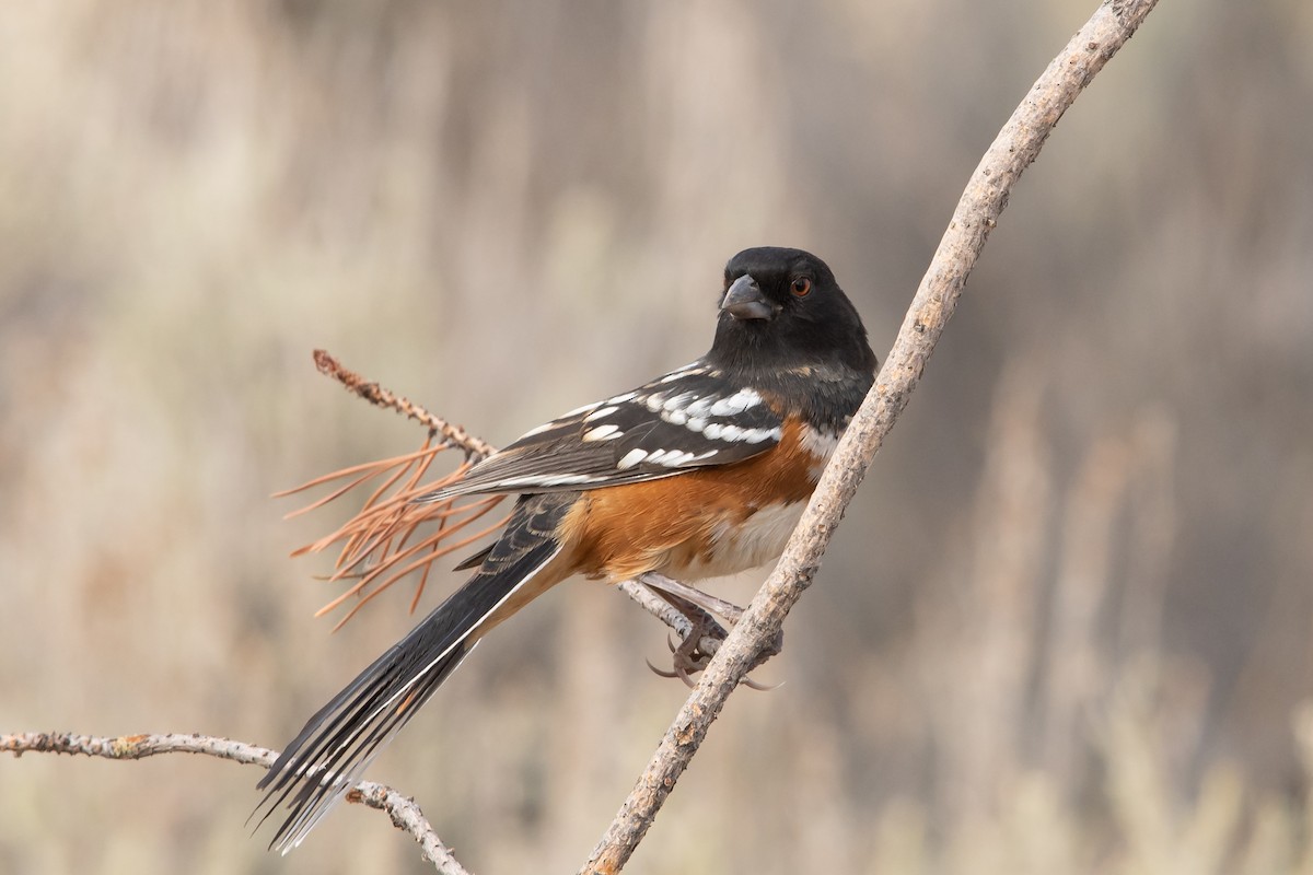 Spotted Towhee - ML273816791