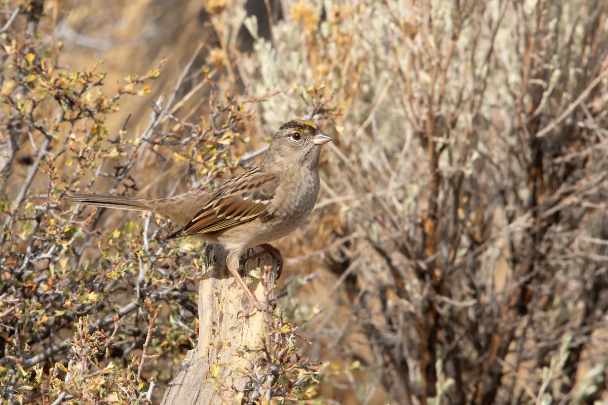 Golden-crowned Sparrow - ML273816821