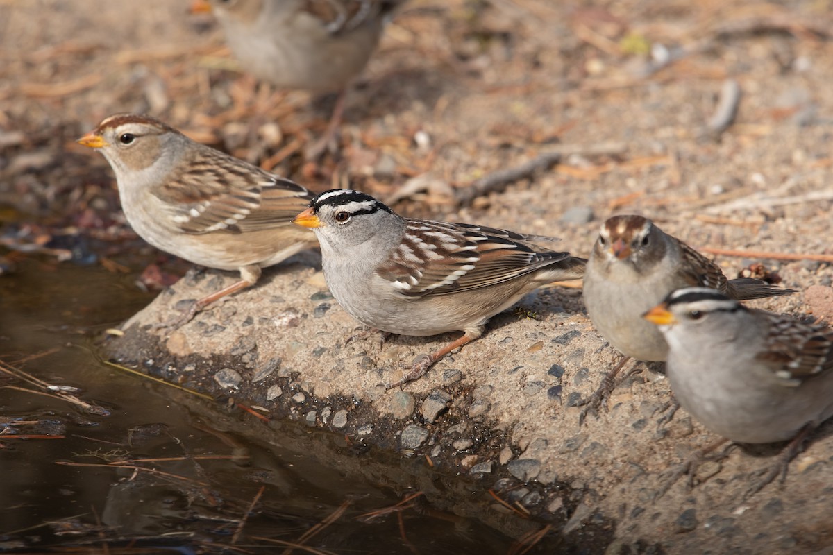 White-crowned Sparrow - Glenn Cantor
