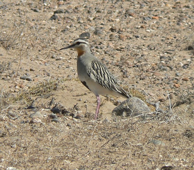 Bird in its breeding habitat; Santa Cruz, Argentina. - Tawny-throated Dotterel - 