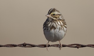  - Savannah Sparrow
